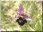 Ophrys frelon