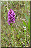 Ophrys apifera et Anacamptis pyramidalis