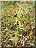 Ophrys petite araignée, plante entière