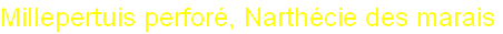 wp1d4cf11d.png