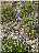 Orchis moucheron, plante entière