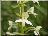Platanthera chlorantha X Platanthera bifolia