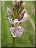 Orchis maculé