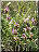 Ophrys frelon, plante entière