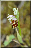 Ophrys apifera, prémices