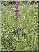 Dactylorhiza majalis, plante entière