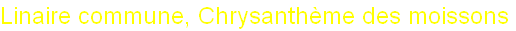 wp6a68ba73.png