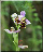 Ophrys apifera, autofécondation