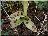 Orchis mâle, feuilles