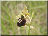 Ophrys aranifera X O. fuciflora