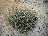 Helichrysum italicum var.microphyllum ( Corse du sud ) 