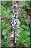 Orchis mascula bicolore