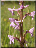 Orchis moucheron