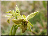 Ophrys petite araignée, lusus à double labelle