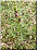 Ophrys mouche, plante entière