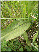 Dactylorhiza majalis, feuilles