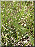 Epipactis atrorubens, feuilles 