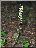 Epipactis purpurata, plante entière