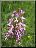 Hybride Orchis militaris X Orchis purpurea