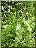 Dactylorhiza praetermissa, plante entière 