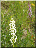 Orchis moucheron hypochrome