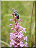 Turquoise et Orchis moucheron