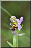 Ophrys apifera, autofécondation