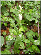 Cephalanthera damasonium, plante entière