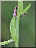 Ophrys apifera, ovaire fécondé