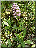 Orchis militaire, plante entière