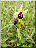 Ophrys aranifera, plante entière 